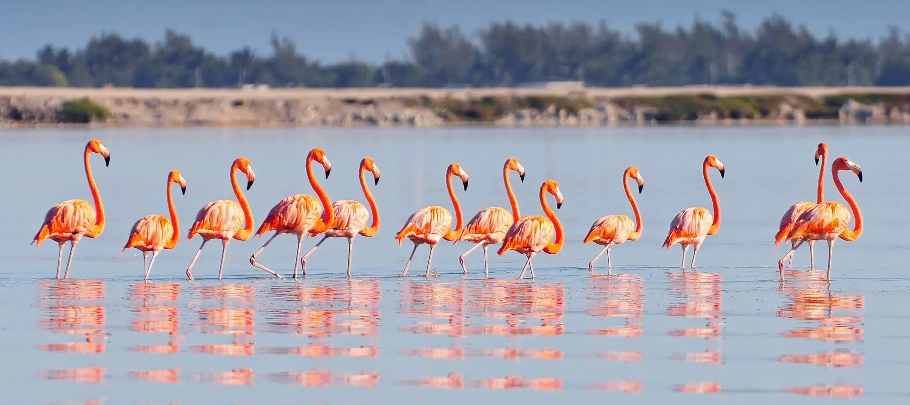 Flamingo Rio Lagartos wide center lll